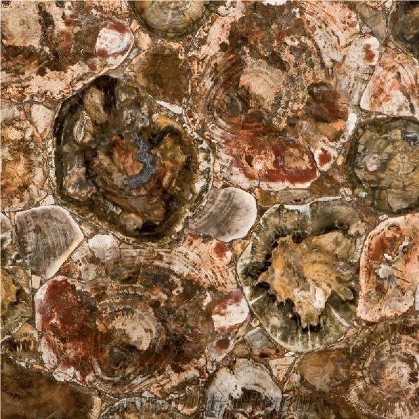 Petrified Wood Semi Precious Stone