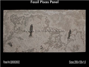 Fossil Pisces Limestone Slabs & Tiles