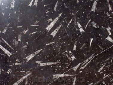 Fossil Black Limestone Slabs & Tiles, Morocco Black Limestone