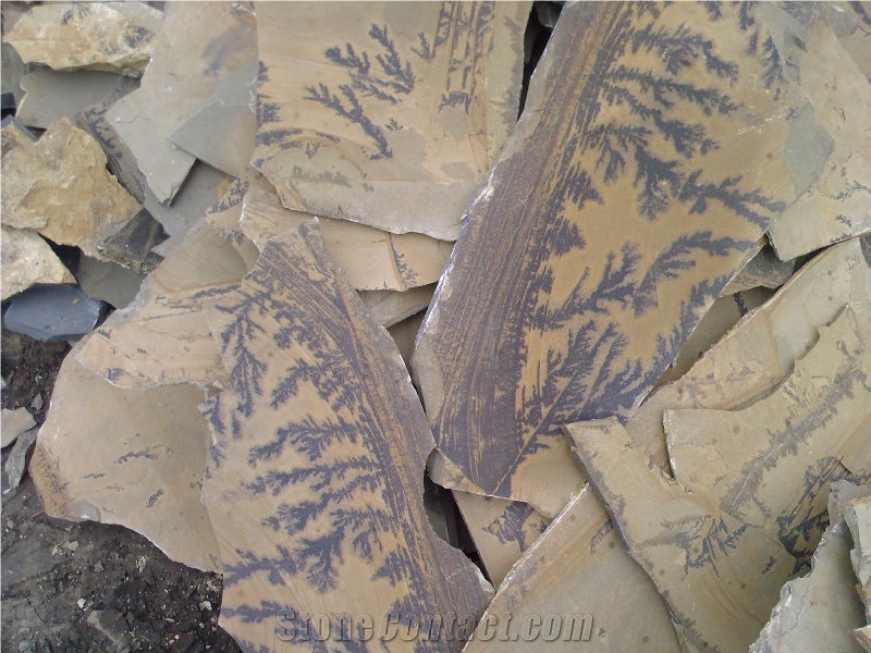 Fossil Sandstone Flagstone
