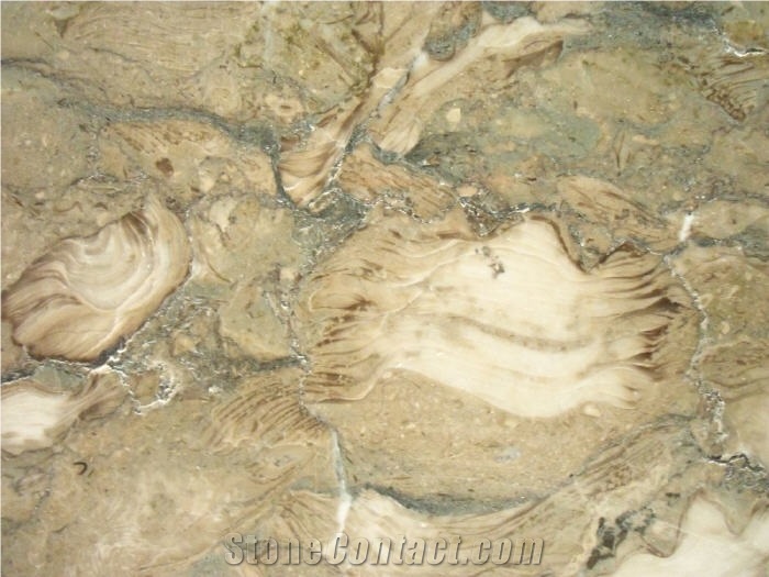Fossil Beige Limestone