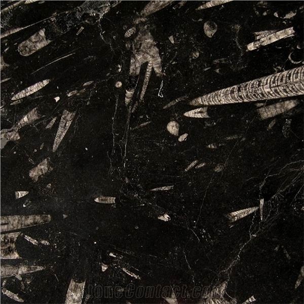 Fossil Black Limestone Slabs & Tiles