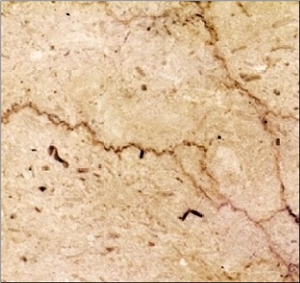 Perlato Sicilia Limestone Slabs & Tiles,Italy Beige Limestone