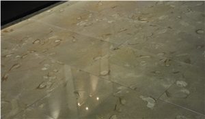 Shell Beige Limestone Floor Tile