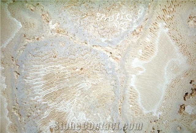 Natural Saw Cut Beige Coral Stone Tile