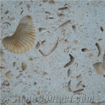Texas Shell Limestone Tile, United States Beige Limestone