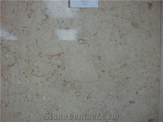 Polished Honed Limestone Shell Tile 24x24