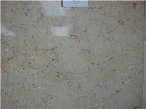 Polished Honed Limestone Shell Tile 24x24