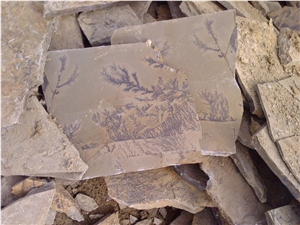 Fossil Stone, Quartzite Flagstone