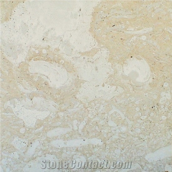 Mexican Shell Stone Limestone Tile,Mexico Beige Limestone