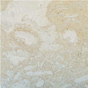 Mexican Shell Stone Limestone Tile,Mexico Beige Limestone