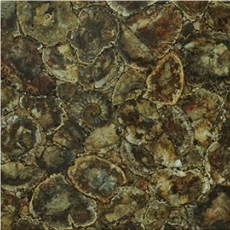 Petrified Wood with Ammonites