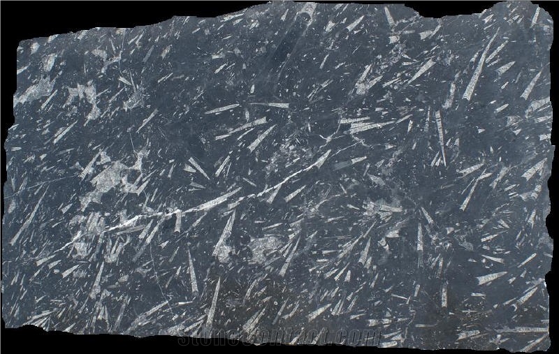 Fossil Black Limestone Slabs