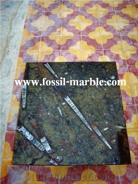 Brown Slab Fossil Marble Morocco