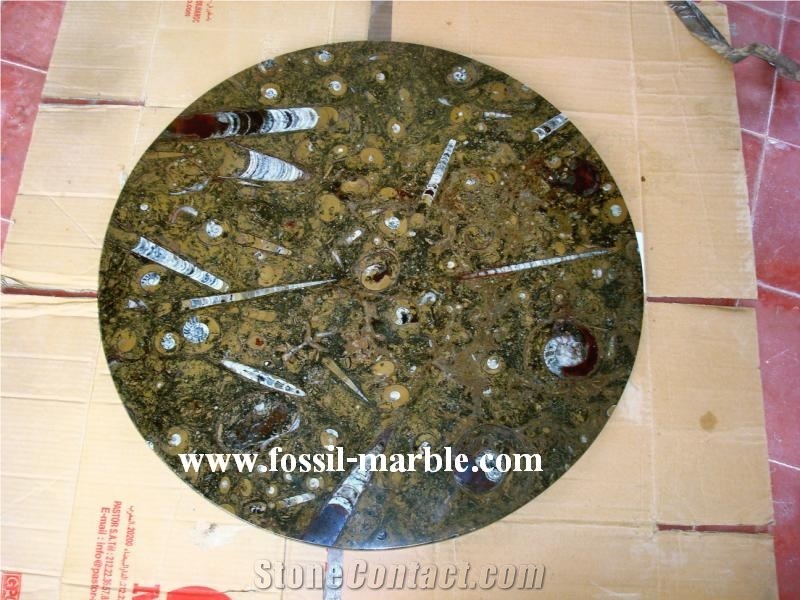 Brown Slab Fossil Marble Morocco