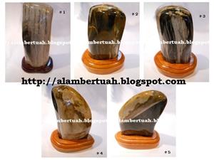 Fossil Wood Stone or Petrified Wood