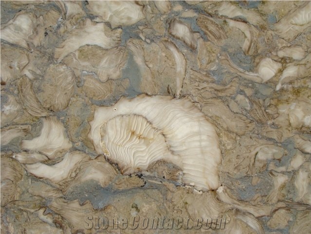 Shells Reef Green Blocks, Syria Green Limestone