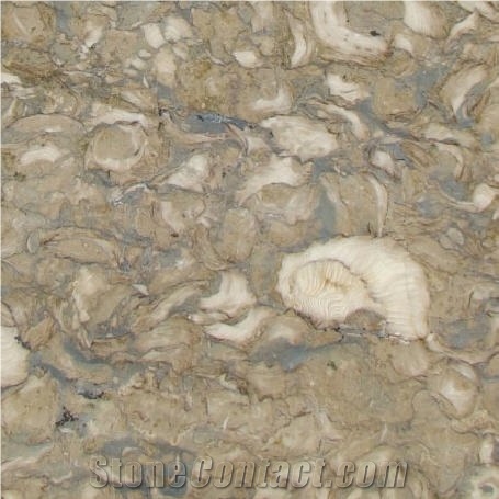 Shells Reef Green, Syria Green Limestone Slabs & Tiles