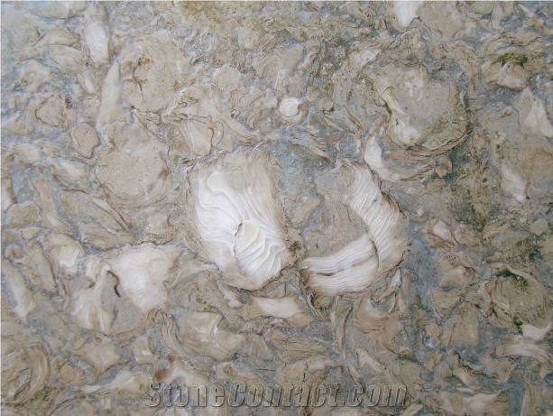 Shells Reef Green, Syria Green Limestone Slabs & Tiles