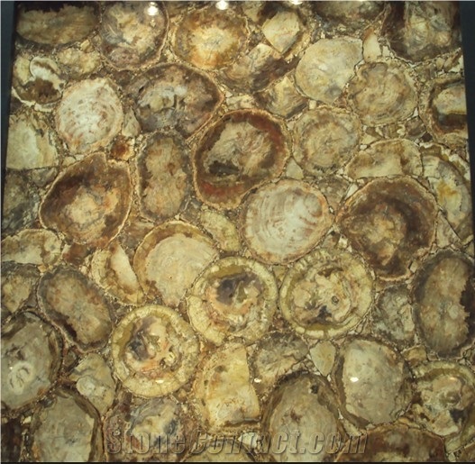 Petrified Wood Semiprecious Stone Slab