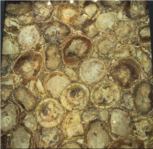 Petrified Wood Semiprecious Stone Slab
