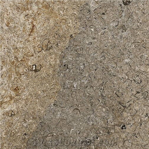 Purbeck Viviparus, United Kingdom Grey Limestone Slabs & Tiles