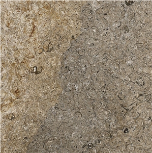 Purbeck Viviparus, United Kingdom Grey Limestone Slabs & Tiles