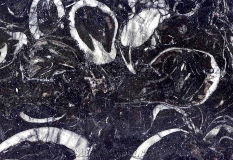 Shelly, China Black Marble Slabs & Tiles