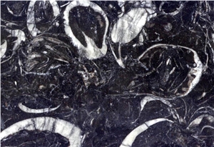 Shelly, China Black Marble Slabs & Tiles