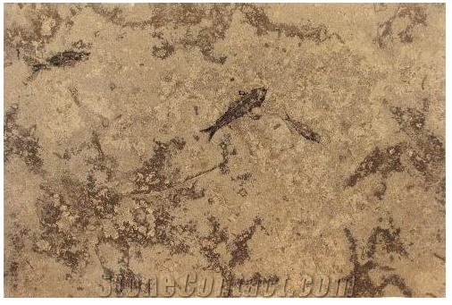 Fossil Lake Collection Honed Fossil Stone Tiles
