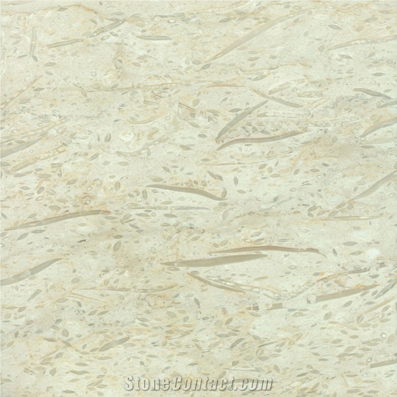 Fossil Beige Limestone Slabs, Turkey Beige Limestone