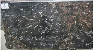 Nero Fossil Limestone Slabs, Fossil Black Limestone Slabs