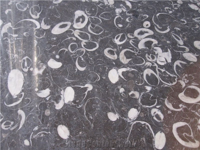 Fossil Black Marble Slab & Tile, Black Fossil Marble, Sea Shell Black Marble Slabs & Tiles
