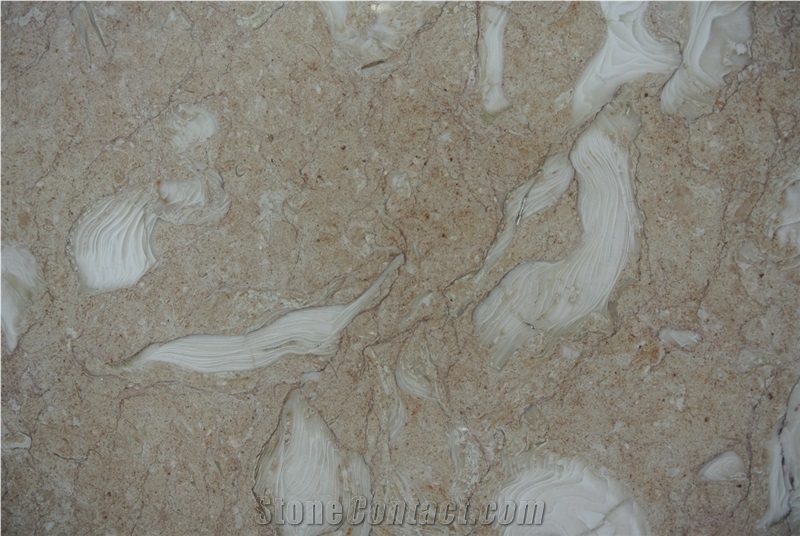 Art Fossil Limestone, Shellstone, Turkey Shelly Beige Limestone Slabs