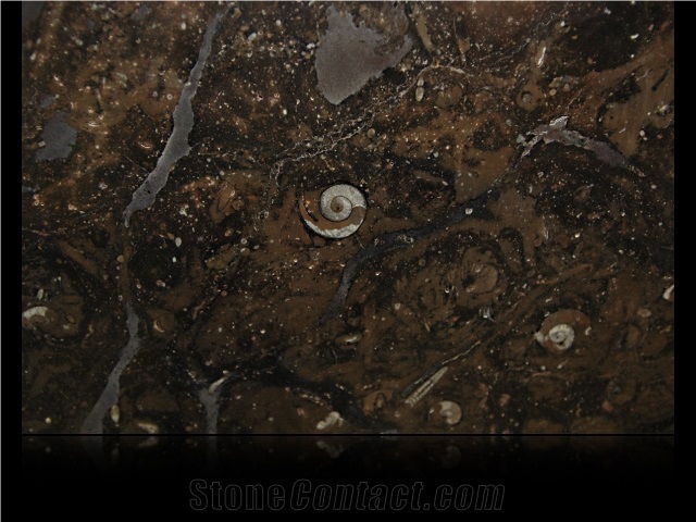 Fossil Brown Marble, Fossil Brown Limestone Slabs & Tiles