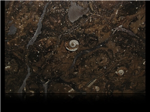 Fossil Brown Marble, Fossil Brown Limestone Slabs & Tiles
