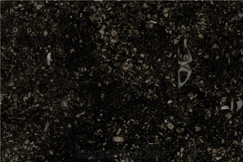 Black Fossil Limestone Slabs, Petit Granit Black Limestone Slabs