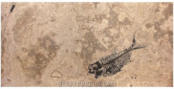 Fossil Fish Stone Coffee Table Top, Beige Limestone Table Tops