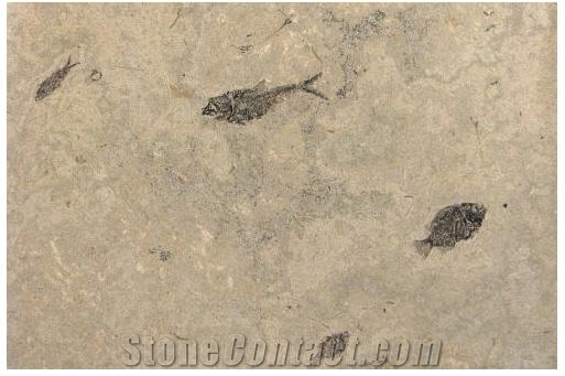 Fossil Lake Collection Honed Tiles, United States Beige Limestone