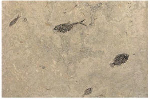 Fossil Lake Collection Honed Tiles, United States Beige Limestone