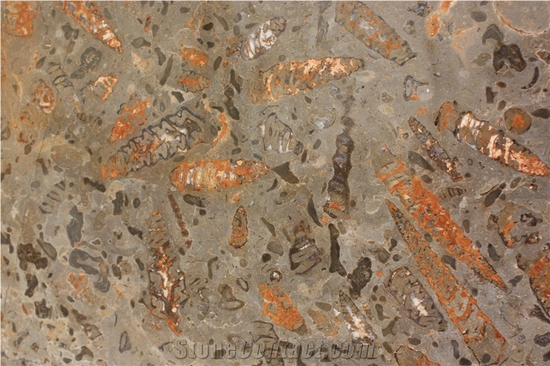 Fossil Grey Limestone Slabs & Tiles, Spain Grey Limestone
