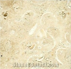 Coquina Shellstone Limestone Tiles, Mexico Beige Limestone