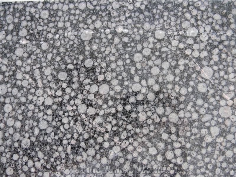 Dalmatian, Turkey Grey Granite Slabs & Tiles