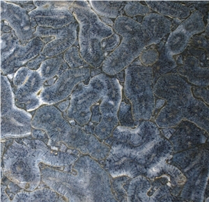 Translucent Blue Astroies Slab, Coral Fossil Semiprecious Stone