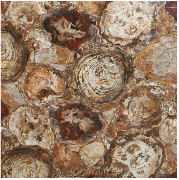 Petrified Wood Semiprecious Stone