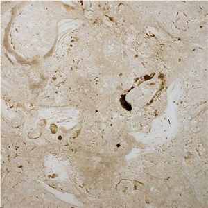 Ostra Shellstone Limestone Slabs & Tiles