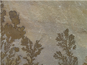 Mint Fossil Sandstone Slabs & Tiles