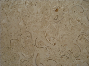 Euromarmol Slabs & Tiles, Mexico Beige, Mexican Coral Stone Beige Shell Stone Tiles