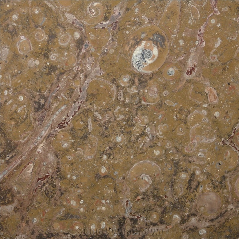 Fossil Brown Limestone Slabs & Tiles, Morocco Brown Limestone