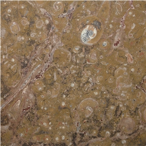 Fossil Brown Limestone Slabs & Tiles, Morocco Brown Limestone
